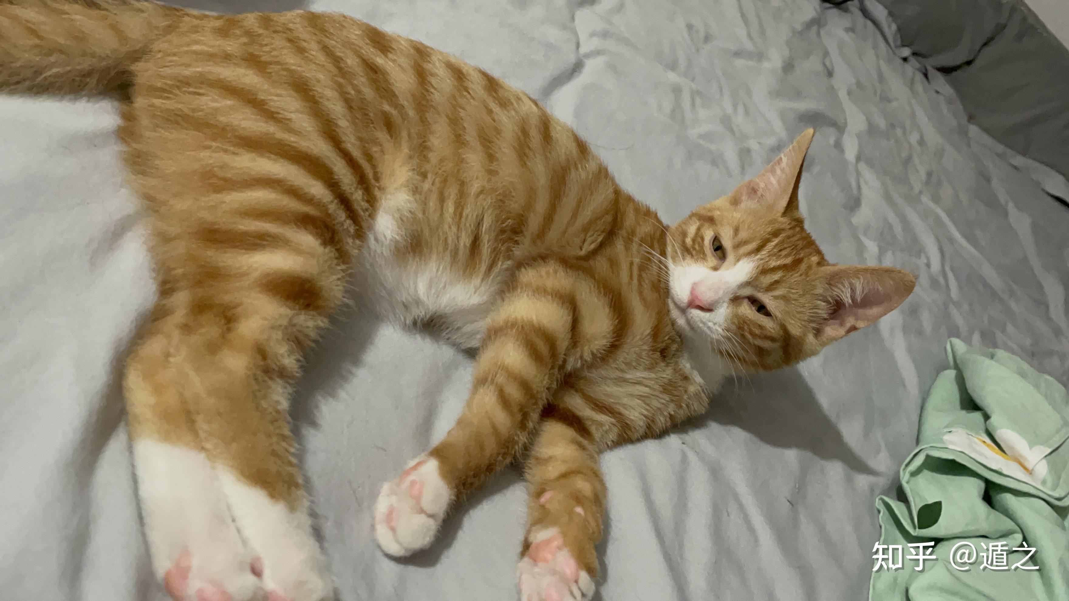 4月龄小橘猫确诊湿性猫传腹治疗之路