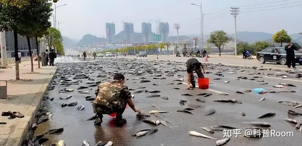 池塘有水时间久了就有鱼?无人投放鱼苗,鱼从哪里来? - 知乎