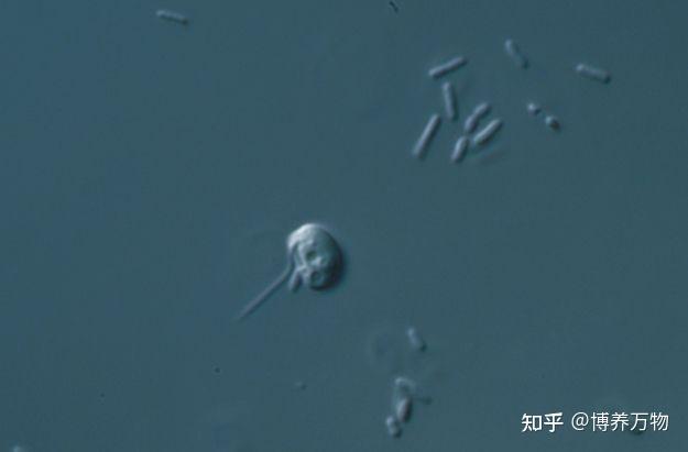 【古菌域全系列6】槽虫类:扯扯真核生物那些古老且冷门的界 - 知乎