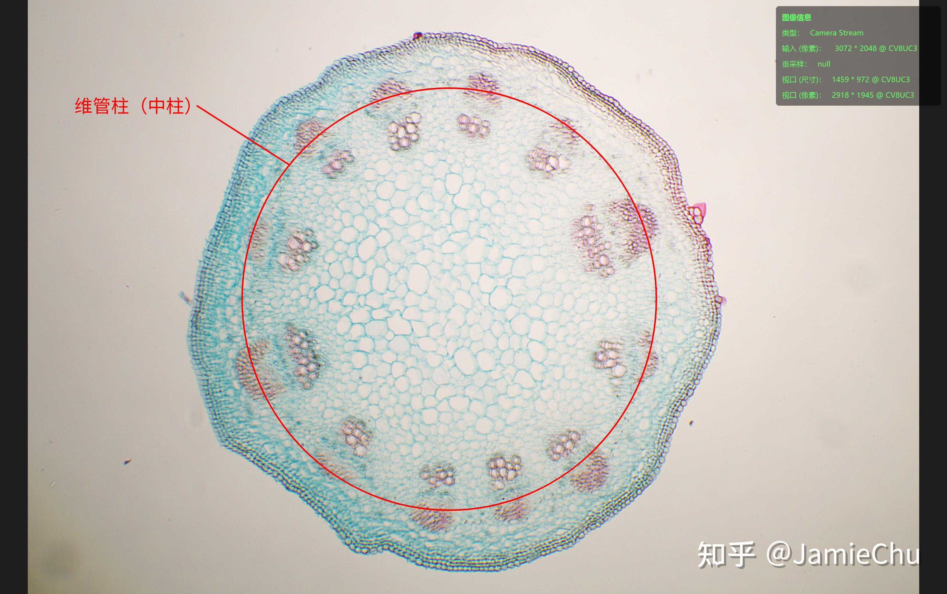 茎的解剖结构 _ 双子叶幼茎结构 – 植物学第五章 茎的形态与结构 – PSAZ
