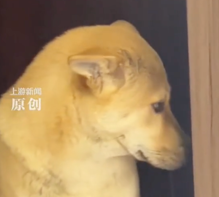 狗狗偷跑出去玩,主人凌晨一点多找到狗后连扇17个巴掌,狗子心虚:我知道错了... - 知乎
