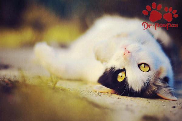 v2-1a2f658c1ec2a5fc4b10567287b6bd3f_1440w.jpg?source=172ae18b