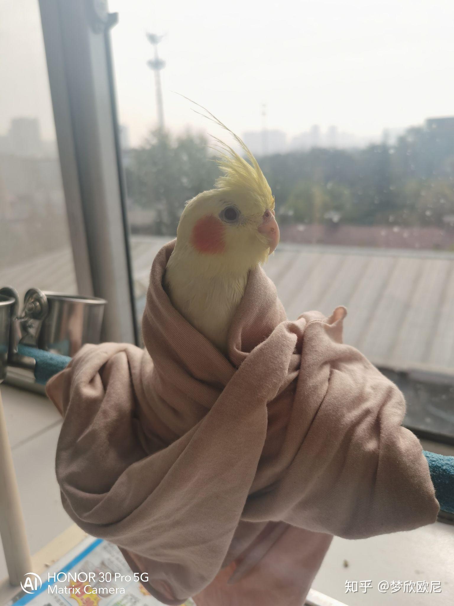 手养玄凤鹦鹉差不多一个多月25天气如何给洗澡注意什么