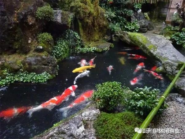 小长假出去玩 那我的鱼咋办 知乎