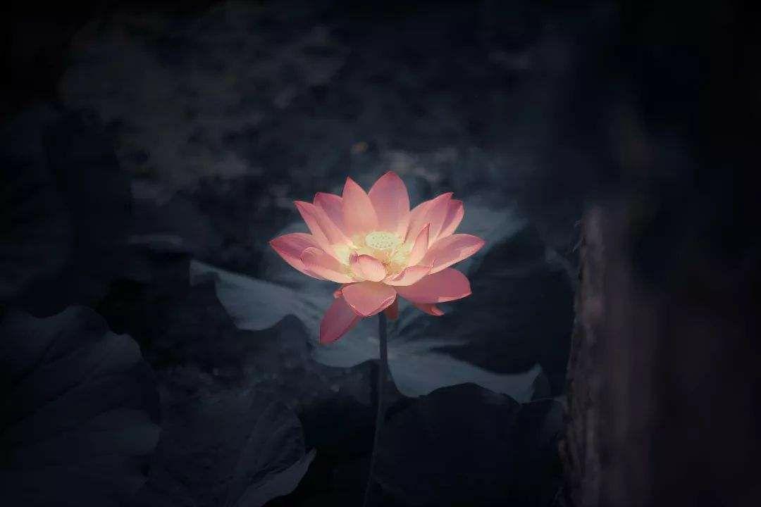 1,诸行无常,诸法无我,涅盘寂静.