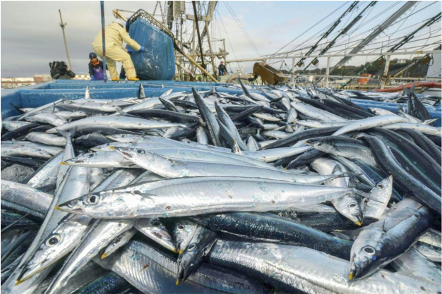 根据日本渔业协会统计,秋刀鱼的捕捞开始于每年7月中旬,最开始出现在