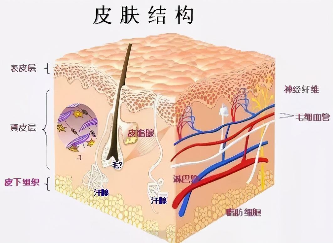 我们的皮肤生理结构呢一共有3层