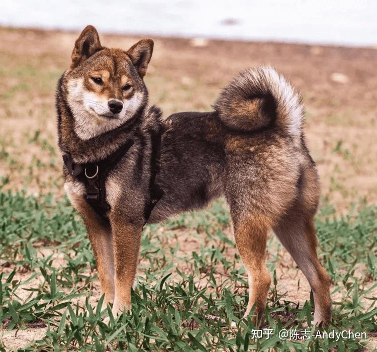 黑柴、豆柴、白柴,柴犬的颜色与种类介绍 - 知乎