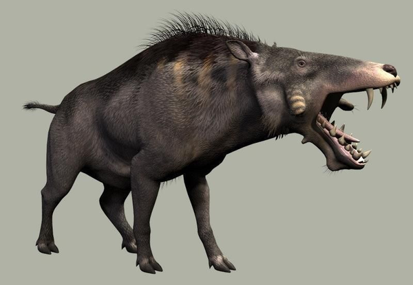 早在3000w~3500w年前,猪形亚目家族的 完齿猪曾兴盛一时,广泛分布于