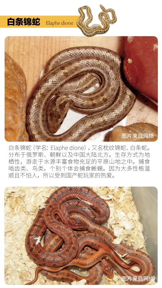 物种小谈|白条锦蛇 - 知乎