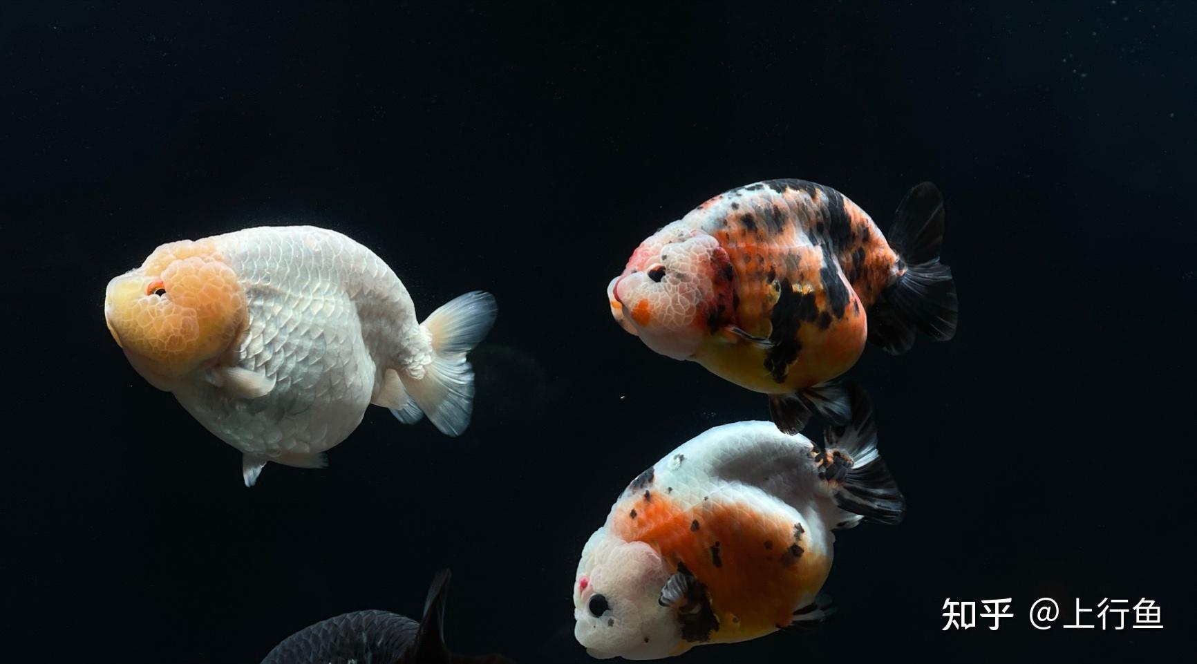 鱼多久能入缸 v2-1a6a668e6c6bf28139fab2fb94fa1176_r.jpg