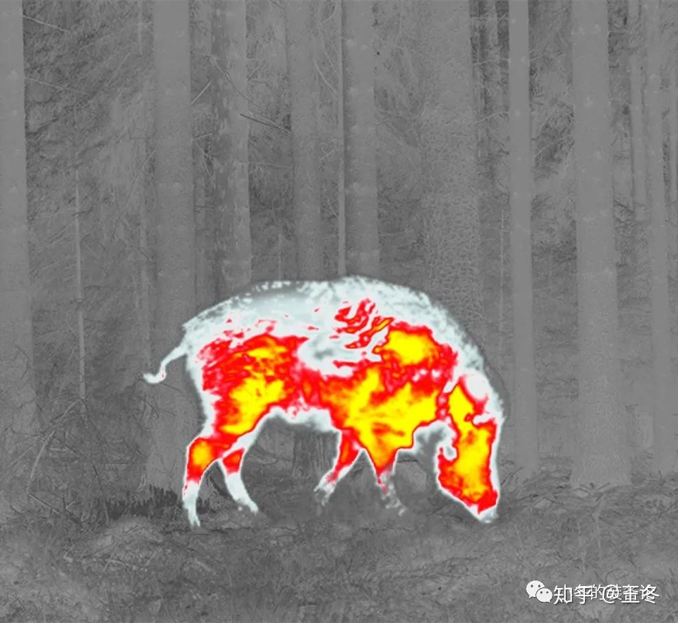 深夜,用23500美元的军用热成像仪狩猎野猪 - 知乎