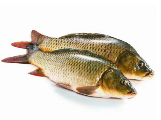 10黄河野生鲤鱼:200元/公斤