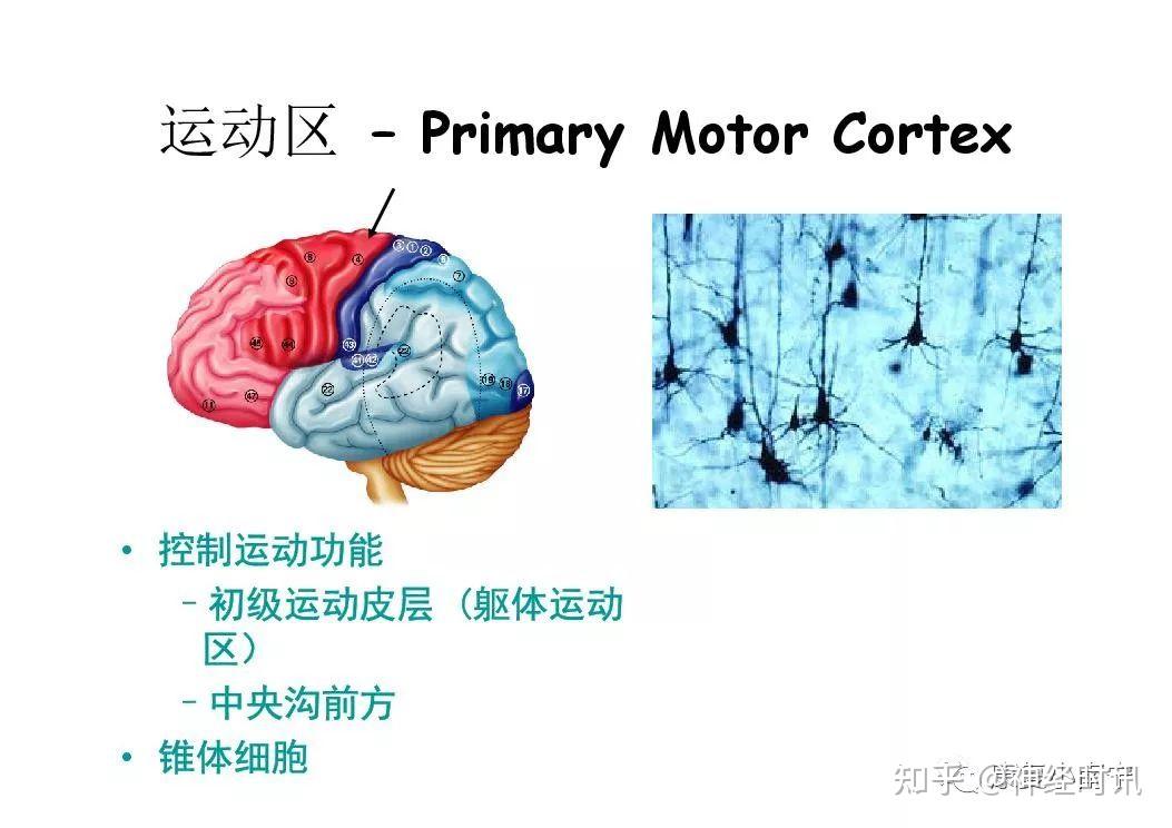 中枢神经系统解剖及功能【课件】 - 知乎