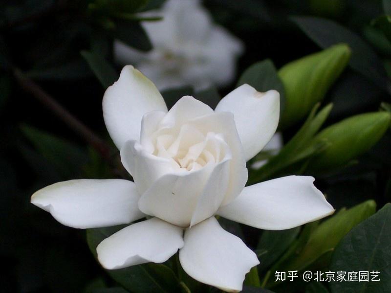 栀子花美丽的传说？栀子花的花语？栀子花适合送给什么样的人？ - 知乎