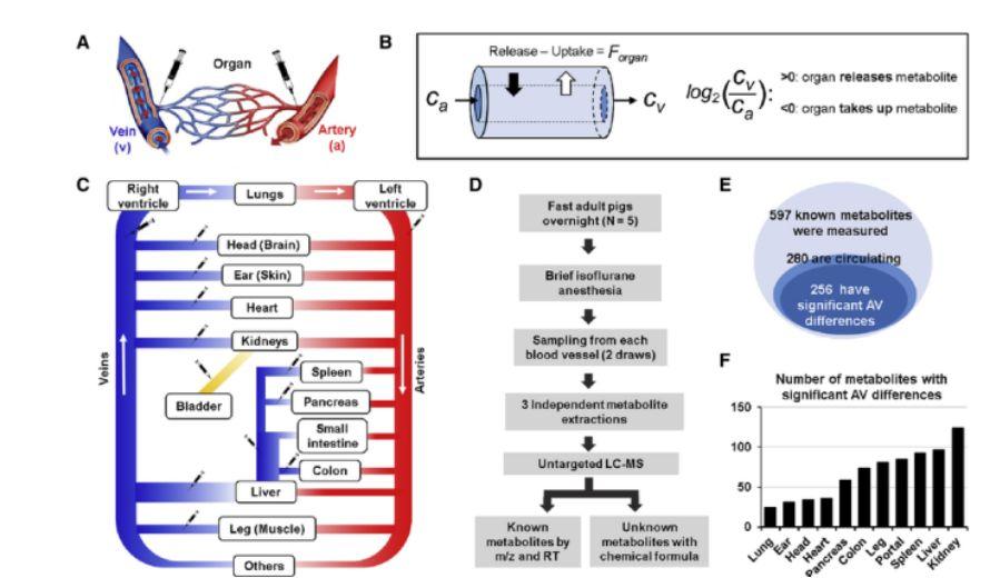 百趣代谢组学文献分享:以猪为模型检测哺乳动物之间的代谢物交换 - 知乎