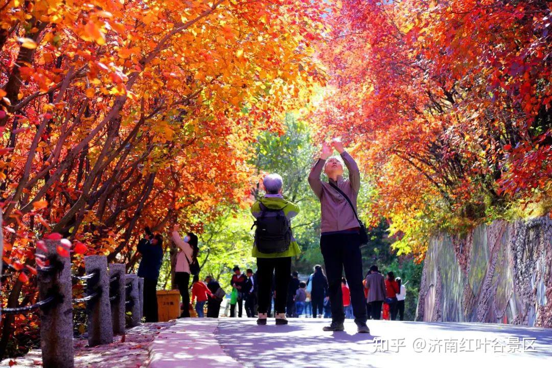 你知道红叶谷有多少红叶树种吗 - 知乎