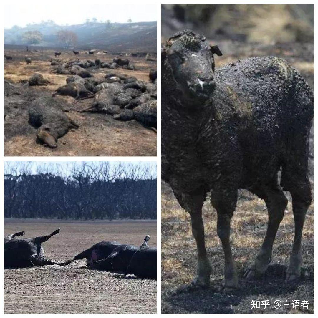 澳大利亚山火