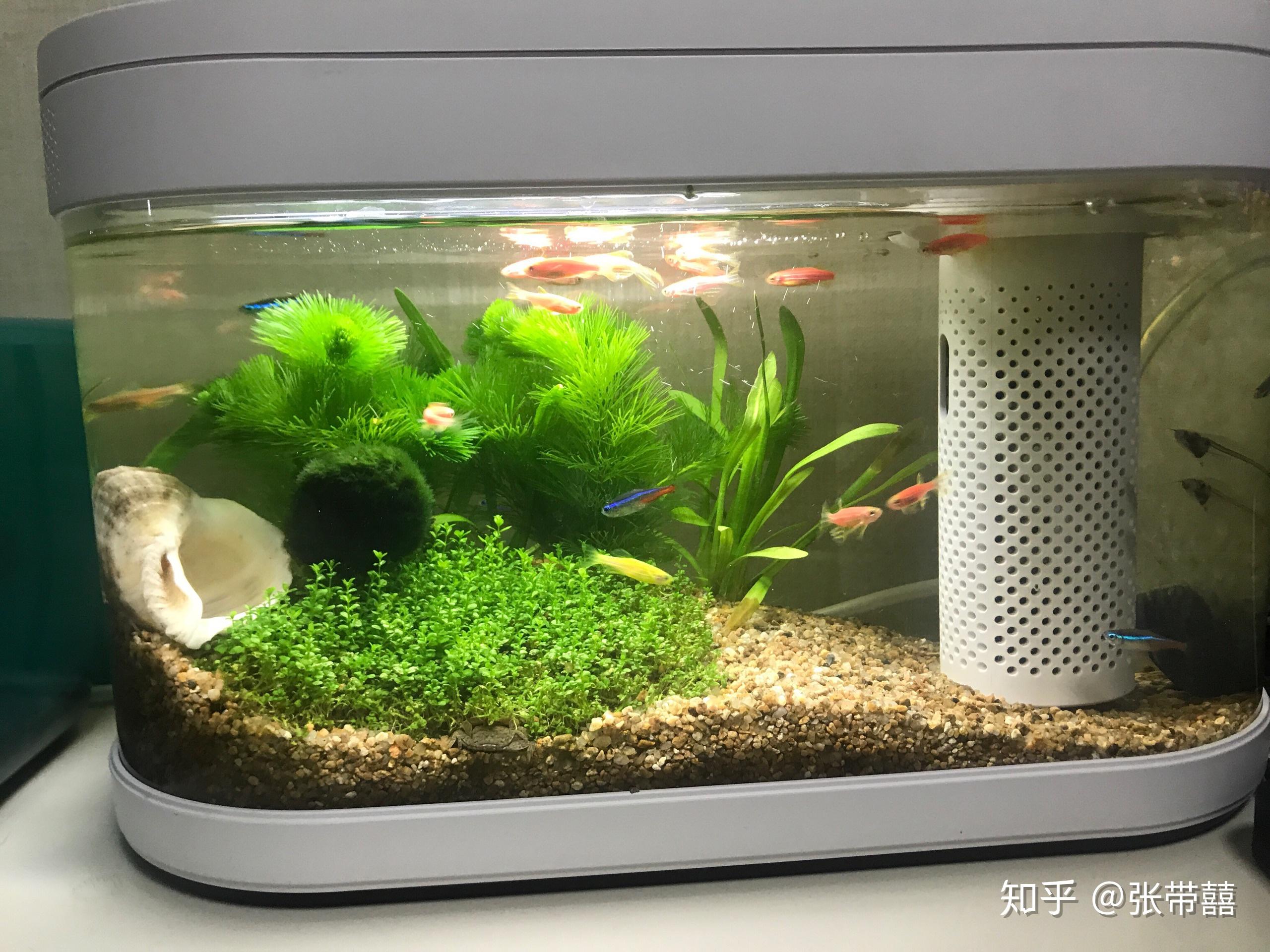 小米几何画法鱼缸