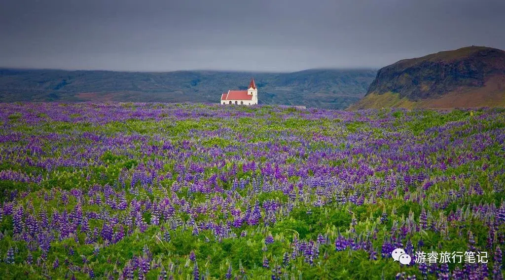 有人说鲁冰花之于冰岛,如同薰衣草之于普罗旺斯.