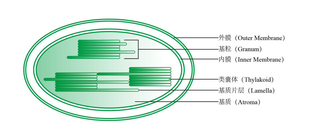 叶绿体示意图图片