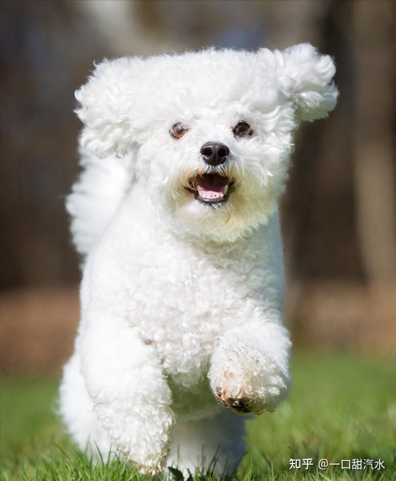 柯基比熊泰迪哪个比较聪明好养呢