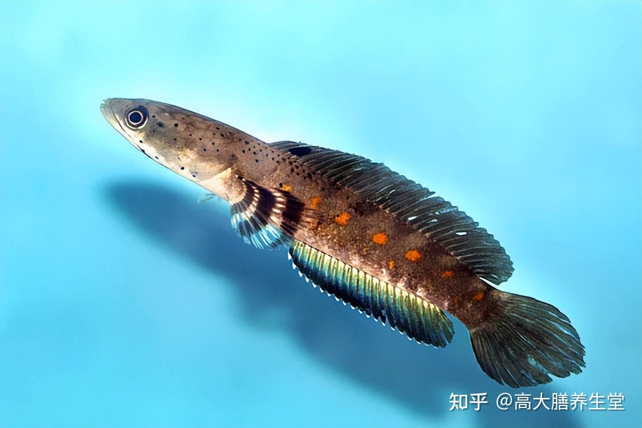 “大口赤嘴”的名号这么响！但是大口胶它真的是赤嘴吗？ - 知乎