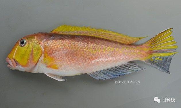 甘鲷 | 德川家康钦点白身鱼其实是个表情帝