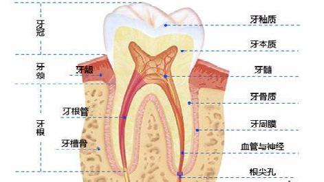 牙齿在什么情况下要做根管治疗 知乎