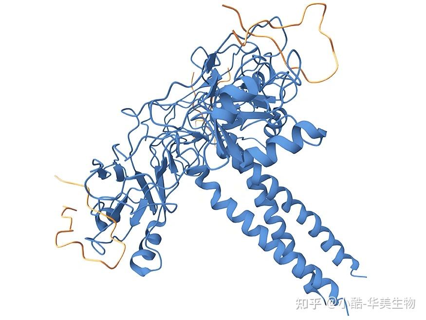 Ltbr Structure 淋巴毒素β受体(LTBR)研究全景:结构、功能、疾病关联与药物研发新进展 - 知乎