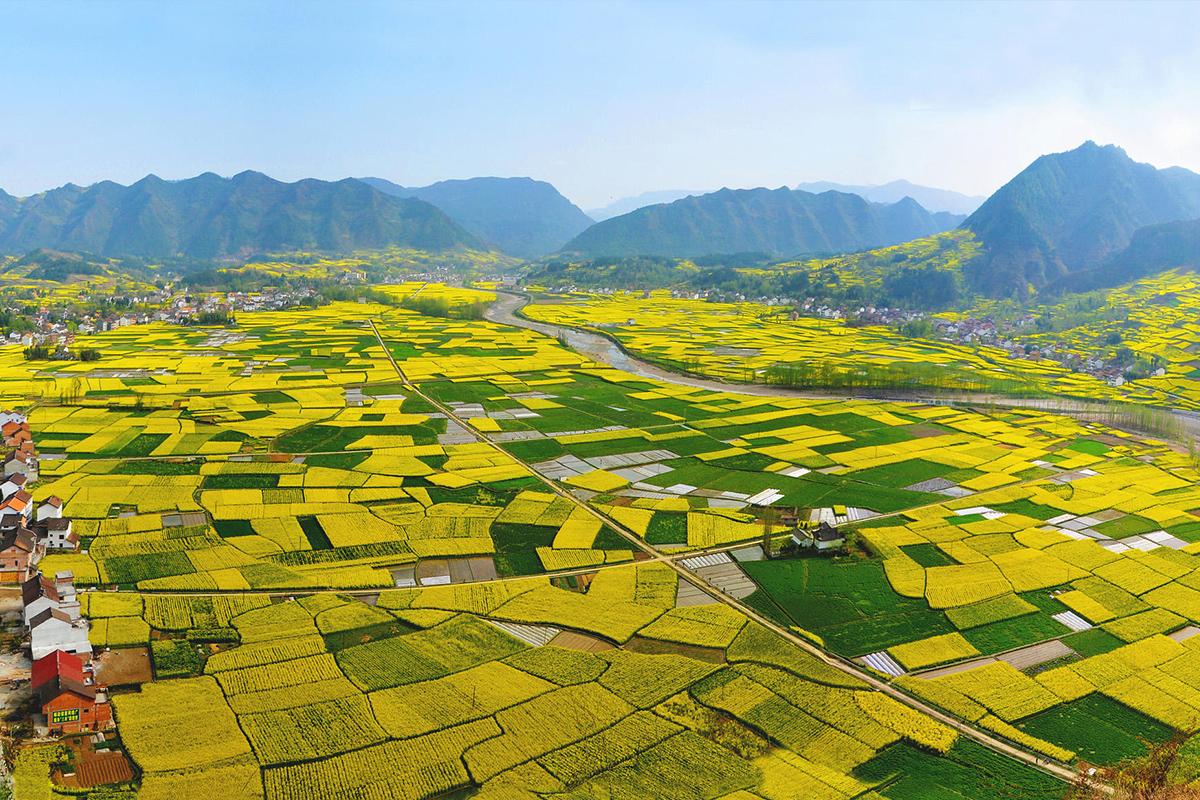 盘点国内15大最美油菜花海观赏地 - 知乎