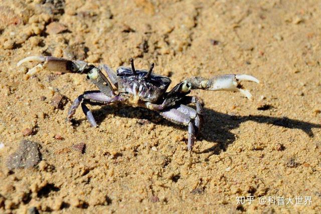 这种仿佛长不大的小螃蟹又被叫做小毛蟹,磨蜞,螃蜞等,学名蟛蜞,是我国