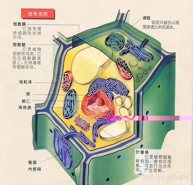 新型冠狀病毒104內質網高爾基體溶酶體糖原