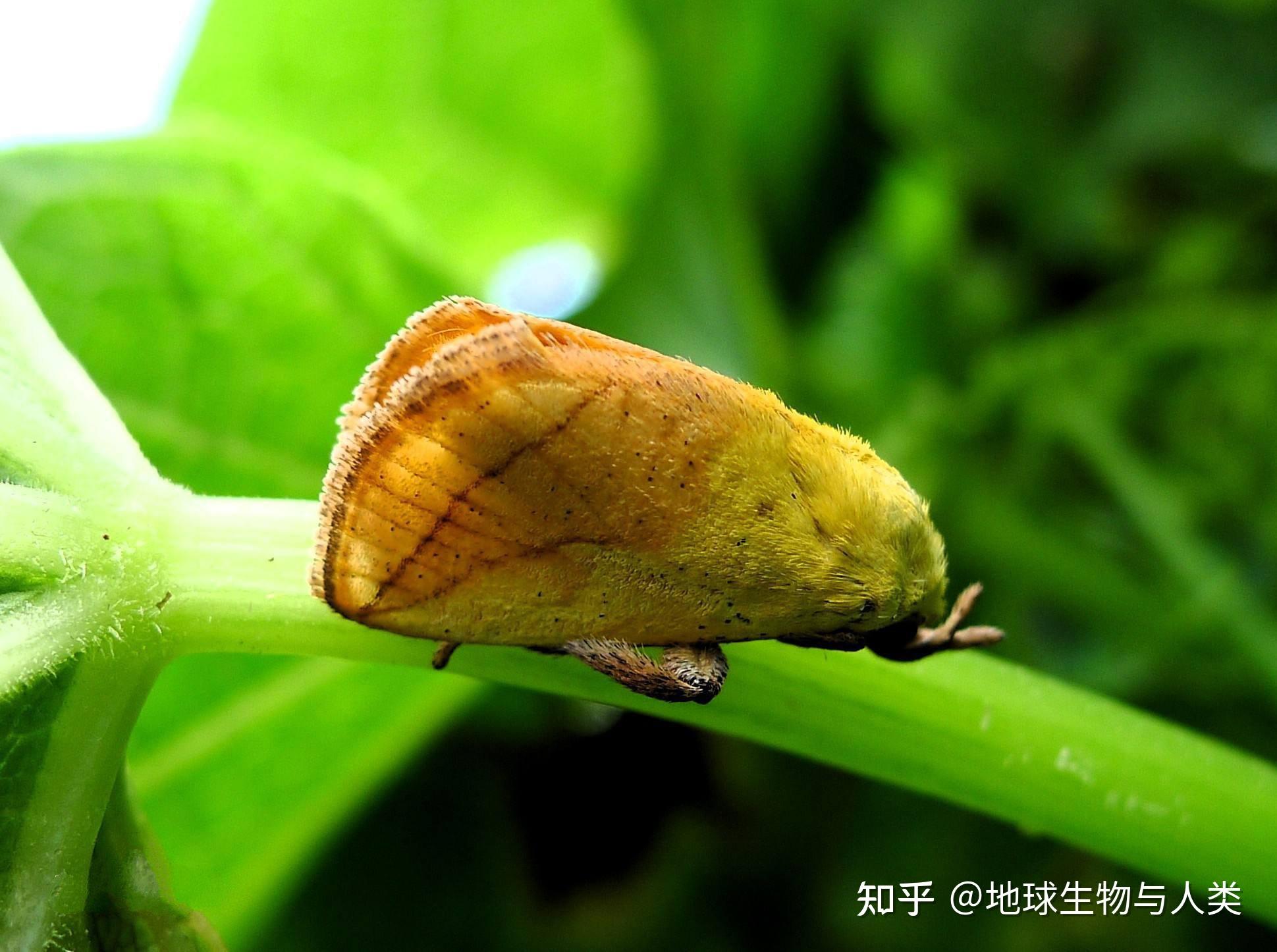 【动物界全系列】斑蛾总科—刺蛾科 - 知乎