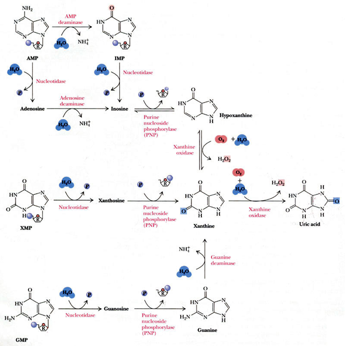 核酸的分解代谢
