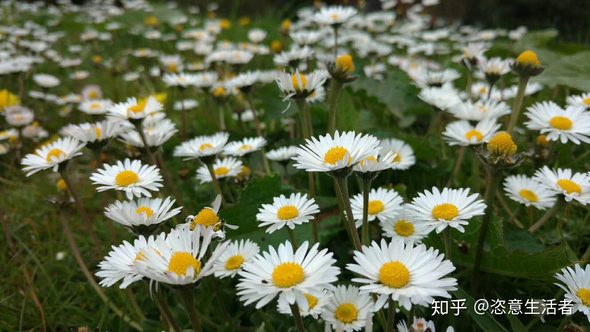 詩友發來雛菊照,此雛菊,乃菊科雛菊屬,春季盛開,花蕊金黃,花瓣雪白.