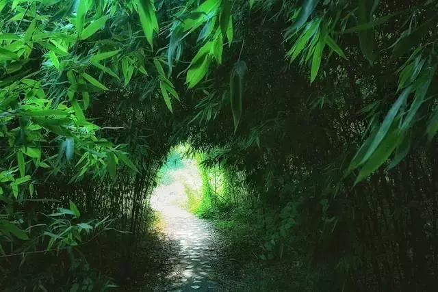 所以古人说"竹色君子德",见竹如见君子.