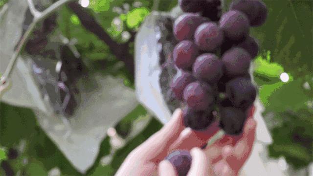 v2-1b0409b0eb70a72445341f313244f842_r.jpg