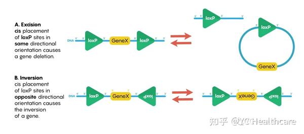 Cre/Lox system-正流行的一个molecular biology tool - 知乎