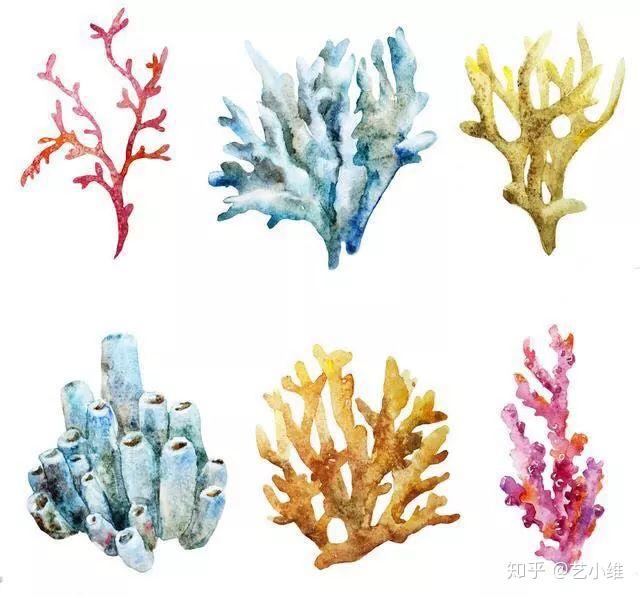 珊瑚种类大全图解图片