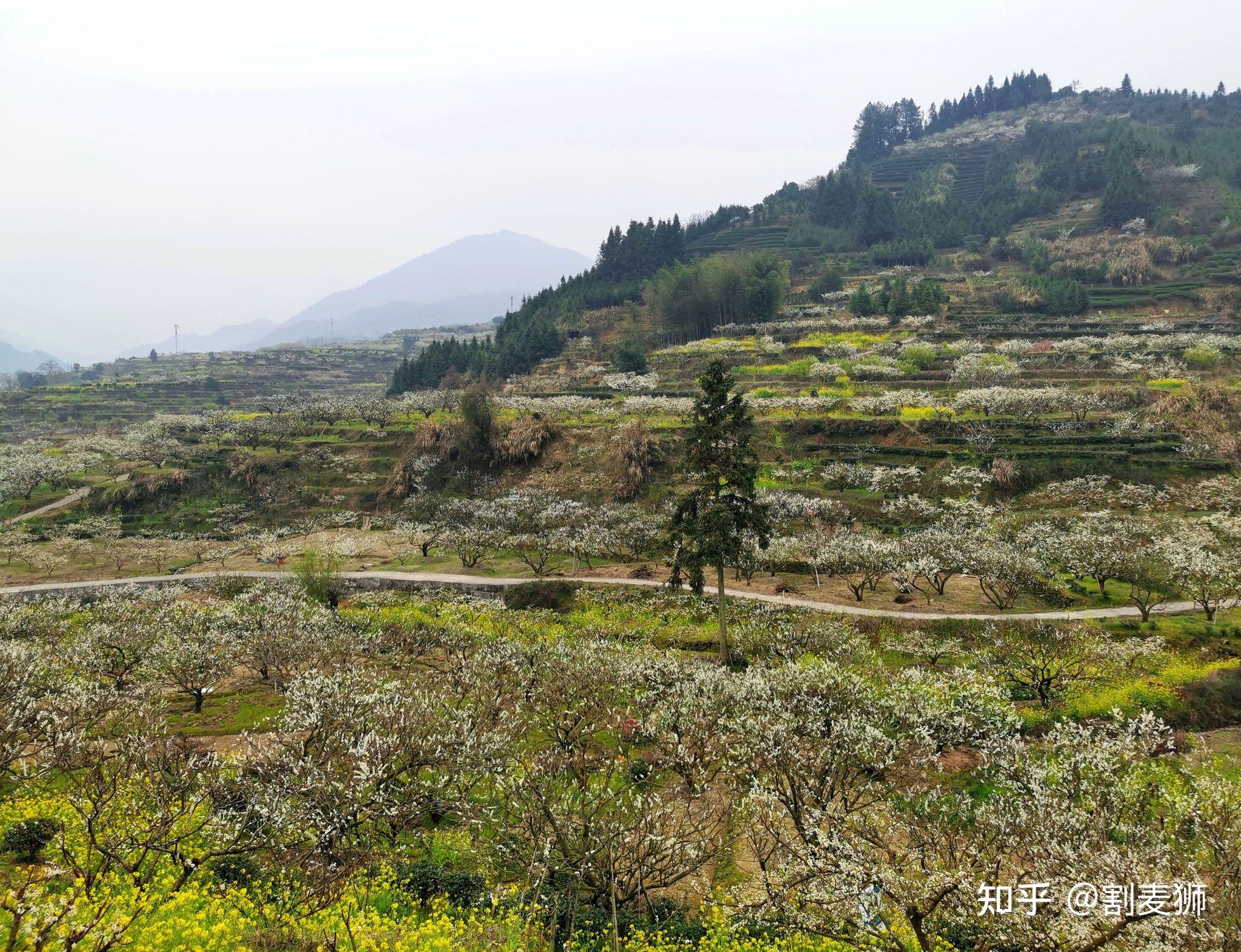 广东省乐昌市九峰镇赏桃花之旅