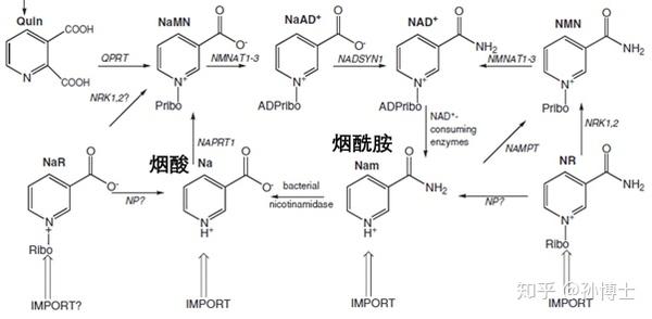 NR - NAD+前体中的智商税- 知乎