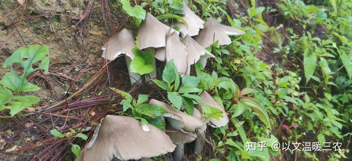 近段时间正是鸡枞出土季节,掌握了找鸡枞的方法,你也能找到它? - 知乎