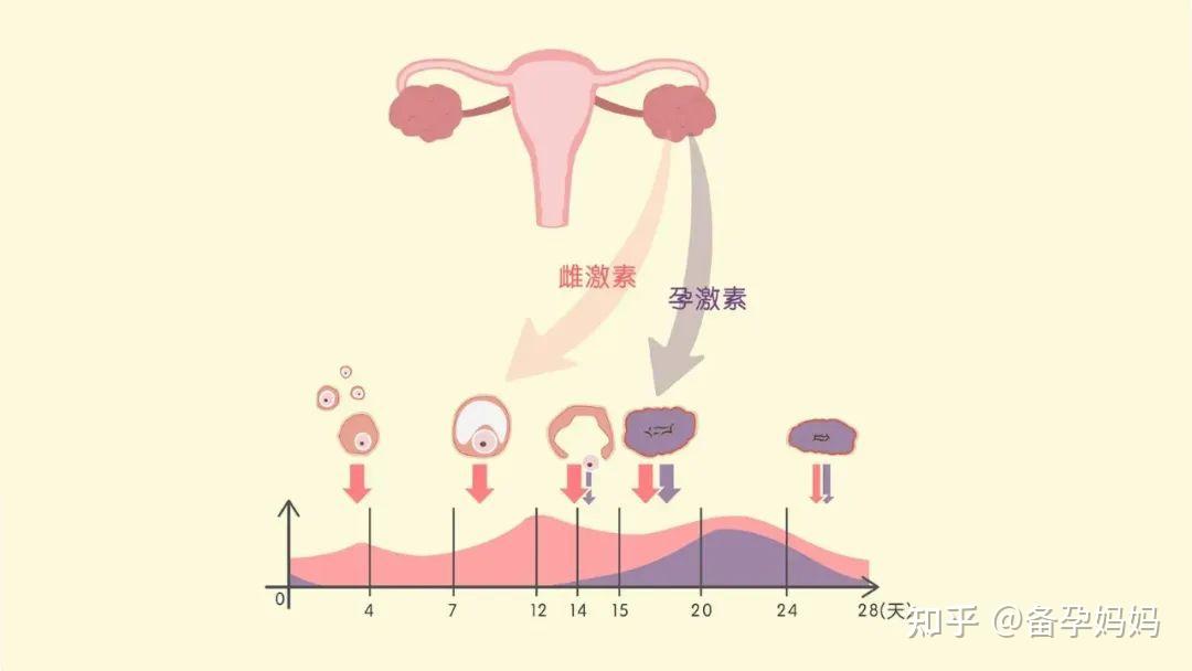 冲破卵泡稀缺的原因