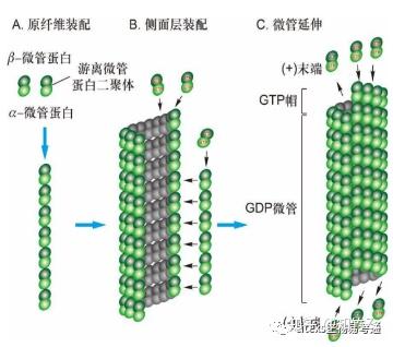 细胞生物学高频考点(十四)之微管内容及思维导图 - 知乎