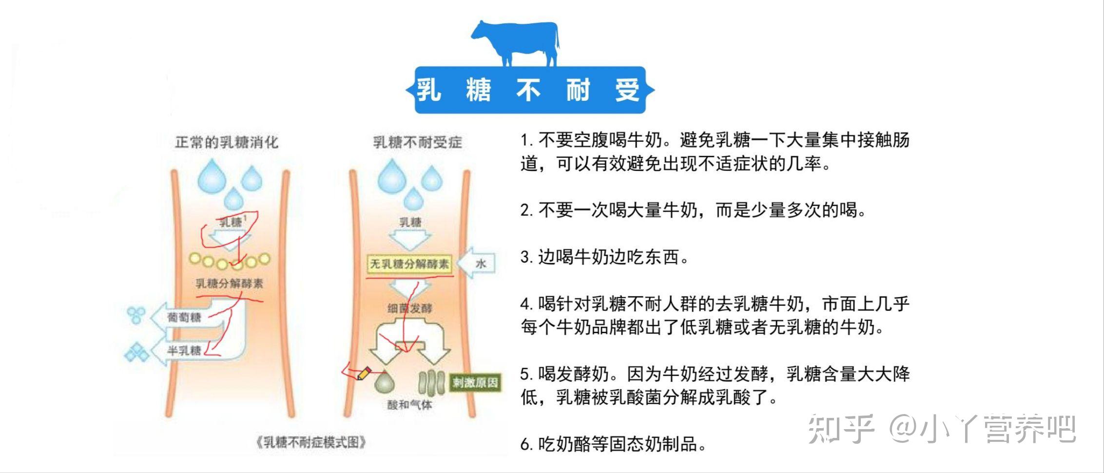乳糖不耐受的人喝奶需要注意什么