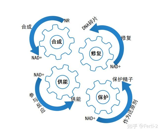 nad 參與細胞內200多種氧化還原反應,增強細胞呼吸供能,為精子活動供