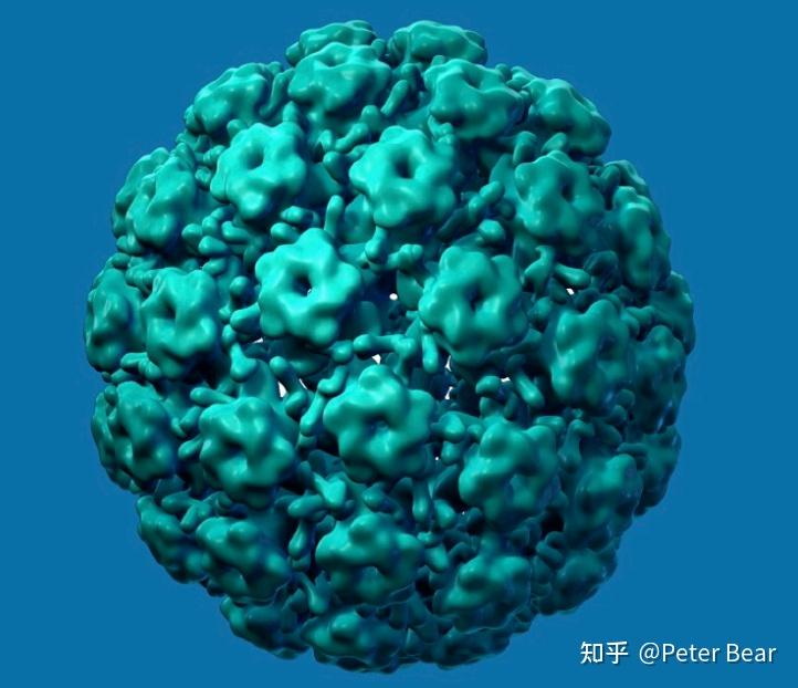 药剂师学习笔记之人乳头瘤病毒(human papillomavirus,hpv)