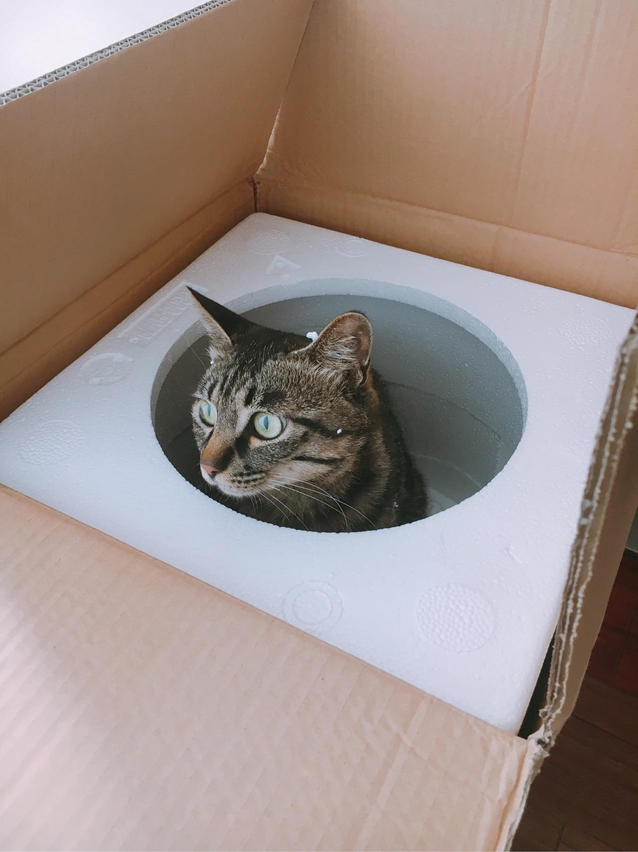 狸花猫聪明吗? - 知乎