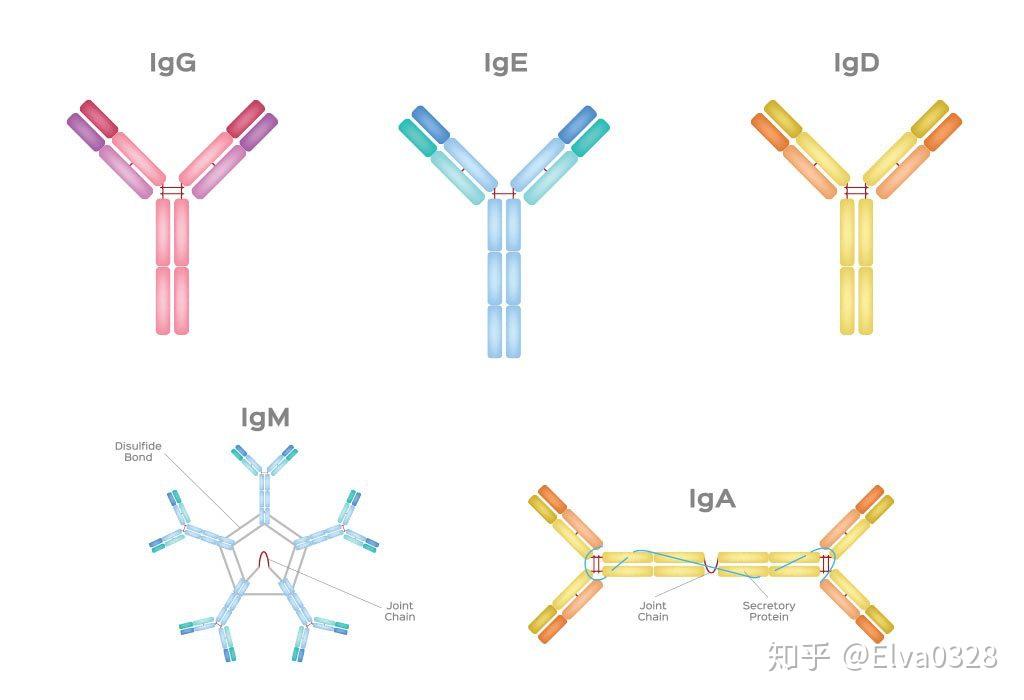 免疫学03b细胞和抗体bcr